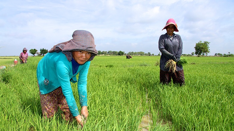 cambodge-paysans