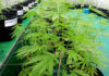 cannabis Thaïlande