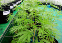 THAÏLANDE – SOCIÉTÉ : Le Premier ministre Srettha prend position contre le cannabis sur France 24 cannabis Thaïlande