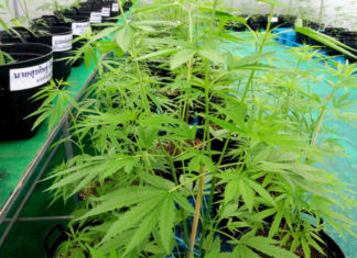 cannabis Thaïlande