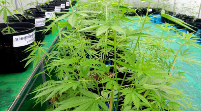 cannabis Thaïlande