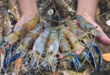crevettes Thaïlande