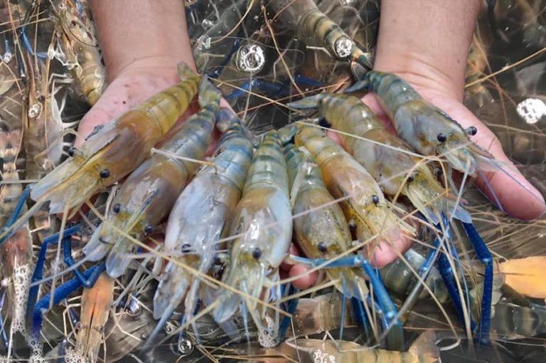 THAÏLANDE – ÉCONOMIE : La Thaïlande va importer 10 500 tonnes de crevettes d’Inde et d’Équateur