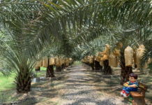 THAÏLANDE – CHRONIQUE : « Ban Tuek : à l’ombre des palmiers-dattiers » dattiers Thaïlande