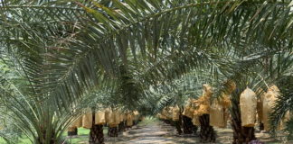 dattiers Thaïlande