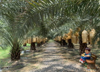 THAÏLANDE – CHRONIQUE : « Ban Tuek : à l’ombre des palmiers-dattiers » dattiers Thaïlande