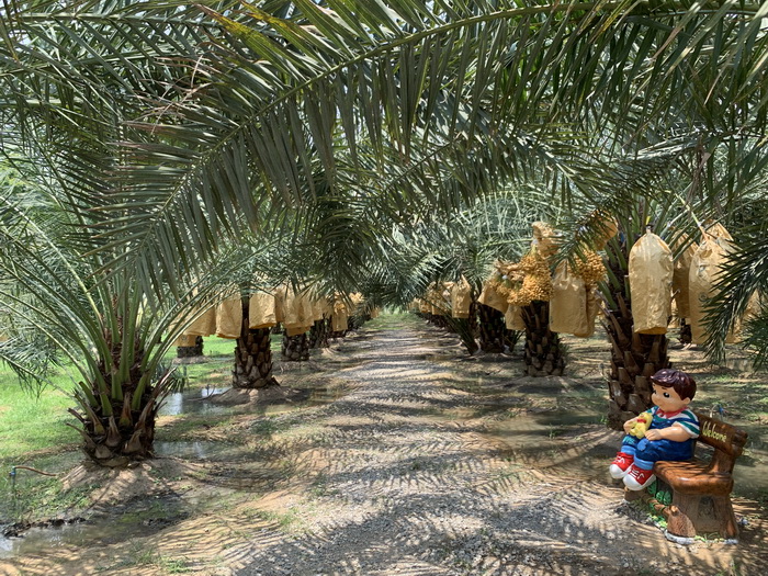 THAÏLANDE – CHRONIQUE : « Ban Tuek : à l’ombre des palmiers-dattiers »