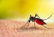moustique dengue