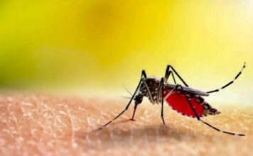 LAOS – SANTÉ : Lorsque le Covid s’éteint, la dengue repart à la hausse moustique dengue