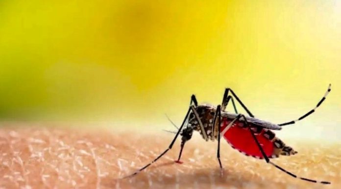 moustique dengue