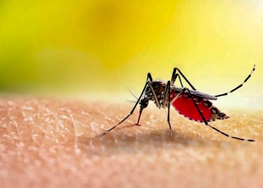 moustique dengue