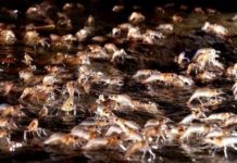 parade crevettes ubon ratchathani