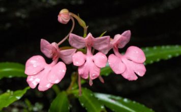 phu-hin-rong-kla-national-park