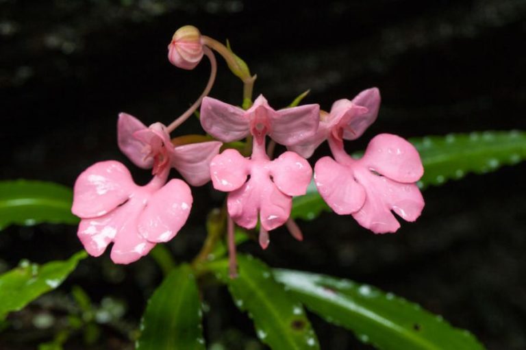 THAÏLANDE – TOURISME : La cascade de Phitsanulok, une jungle…d’orchidées !