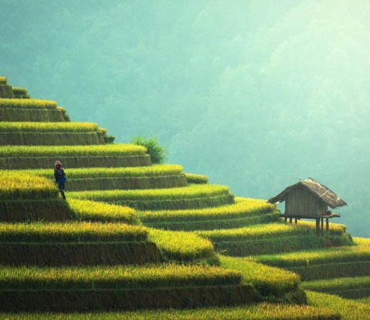 agriculture Thaïlande