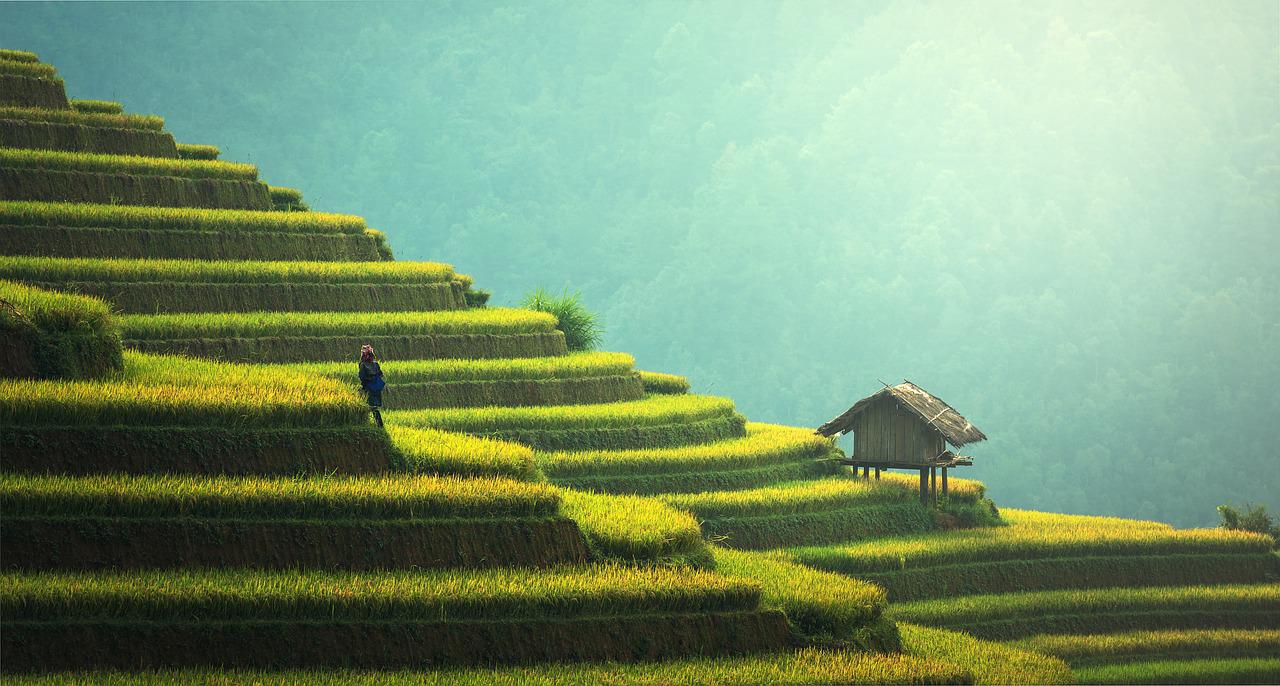 agriculture Thaïlande