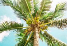 PHILIPPINES – ÉCONOMIE : Les producteurs de noix de coco philippins, baromètre du malaise agricole cocotier Thaïlande