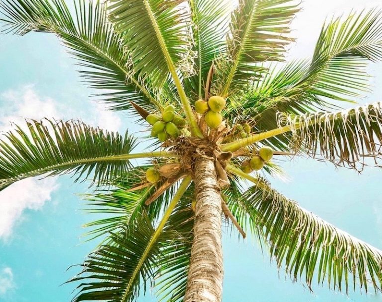 THAÏLANDE – SOCIÉTÉ : Les agriculteurs thaïlandais vont pouvoir mieux gravir les cocotiers