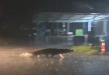 THAÏLANDE – FAIT DIVERS : Un crocodile sur la route à Chachoengsao, oui, c’est possible ! crocodile route Thailande