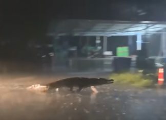 crocodile route Thailande