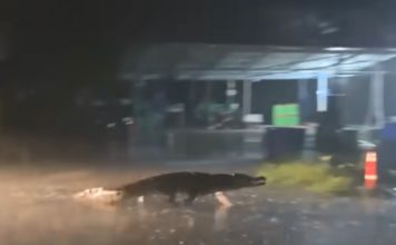 THAÏLANDE – FAIT DIVERS : Un crocodile sur la route à Chachoengsao, oui, c’est possible ! crocodile route Thailande