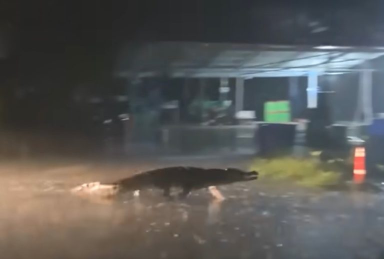 THAÏLANDE – FAIT DIVERS : Un crocodile sur la route à Chachoengsao, oui, c’est possible !