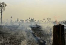 INDONÉSIE – ENVIRONNEMENT : Accord sur la déforestation entre la Norvège et l’Indonésie déforestation indonésie