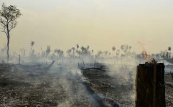 déforestation indonésie