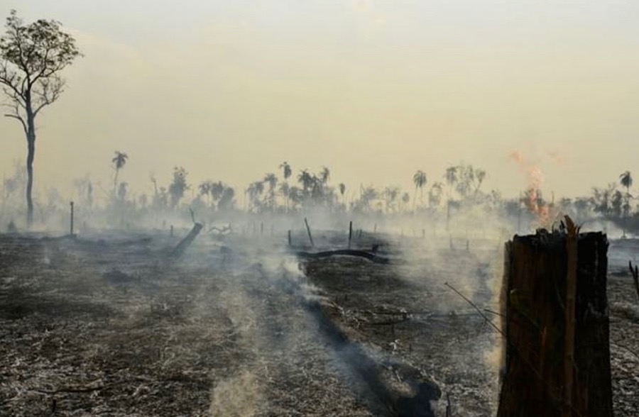 déforestation indonésie