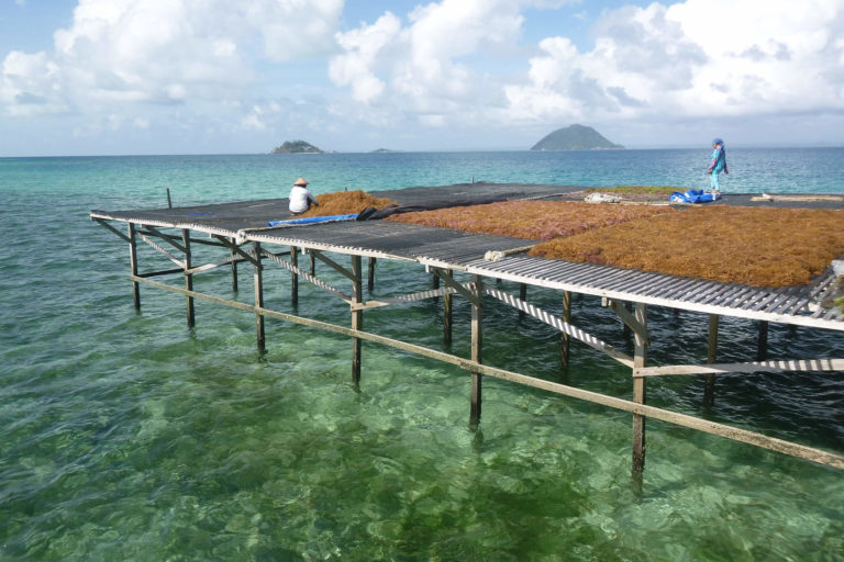 INDONÉSIE – ÉCONOMIE : Les algues marines, nouvel eldorado de l’archipel
