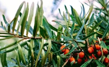 THAÏLANDE – EUROPE : Un PDG finlandais détenu pour avoir maltraité des cueilleurs thaïlandais baies sauvages scandinavie