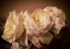 deuil roses blanches