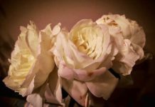 deuil roses blanches