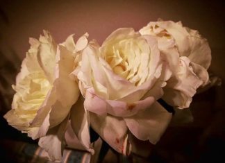 THAÏLANDE – TRAGÉDIE : Pourquoi le fonctionnement du royaume est mis en cause par ce massacre ? deuil roses blanches