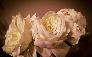 deuil roses blanches