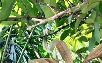 écureuil blanc Thaïlande