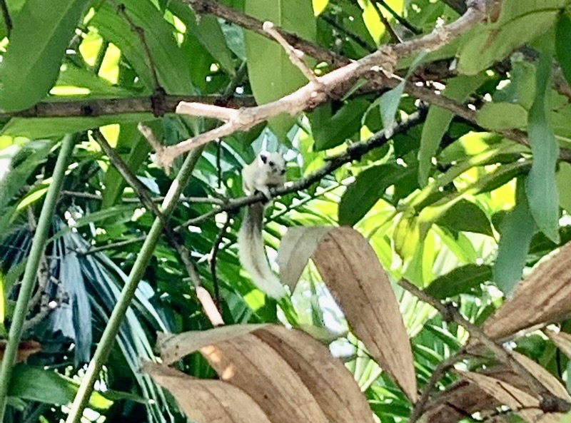 écureuil blanc Thaïlande