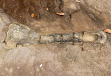 os fossilisé cambodge