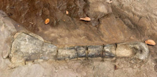 os fossilisé cambodge