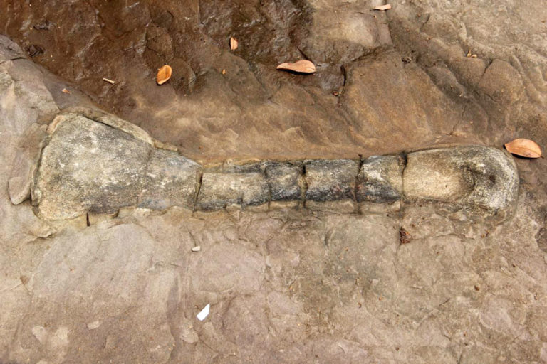 CAMBODGE – ARCHÉOLOGIE : Découverte d’un os de l’ère des dinosaures à Koh Kong