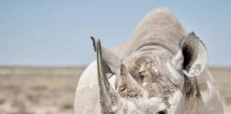 trafic rhinocéros