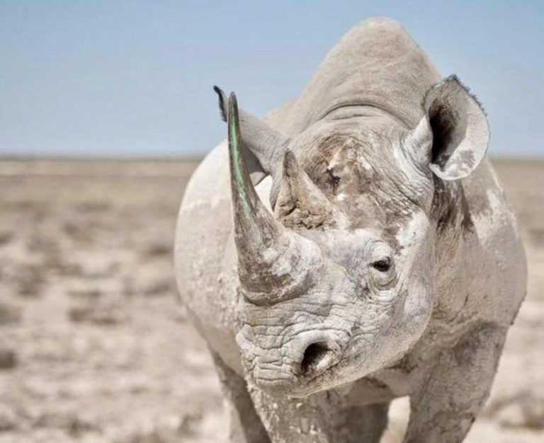 SINGAPOUR – NATURE : Des cornes de rhinocéros sud-africains saisies à Changi