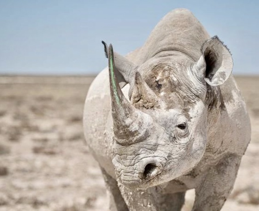 trafic rhinocéros