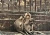 THAÏLANDE – AYUTTHAYA : Des singes affamés dans les ruines inondées singe Thaïlande