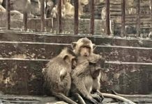 THAÏLANDE – AYUTTHAYA : Des singes affamés dans les ruines inondées singe Thaïlande