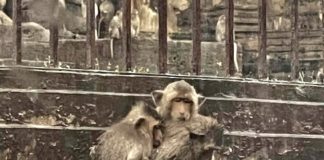 singe Thaïlande