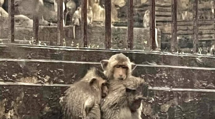 THAÏLANDE – AYUTTHAYA : Des singes affamés dans les ruines inondées singe Thaïlande