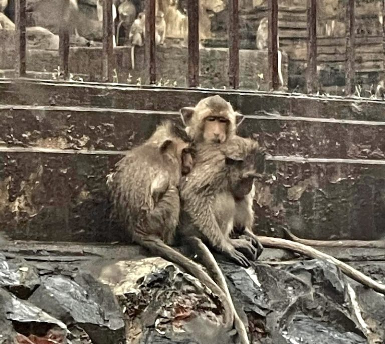 THAÏLANDE – AYUTTHAYA : Des singes affamés dans les ruines inondées