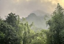 Khao Sok forêt
