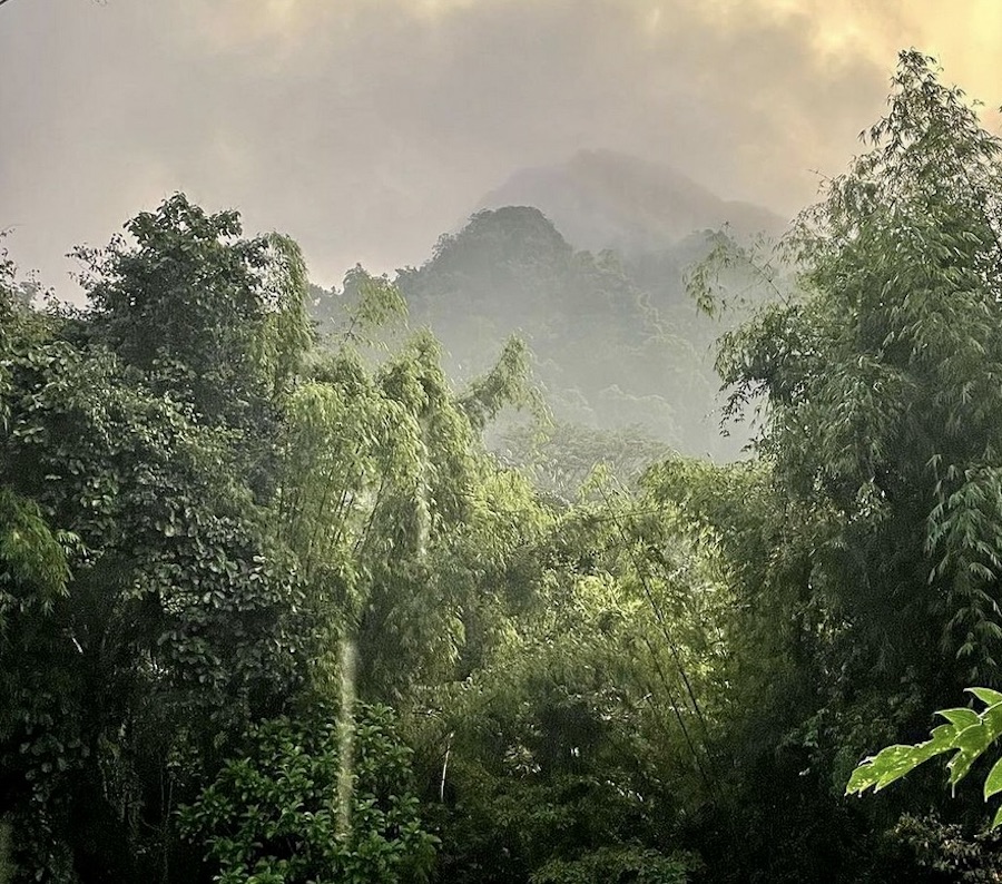 Khao Sok forêt